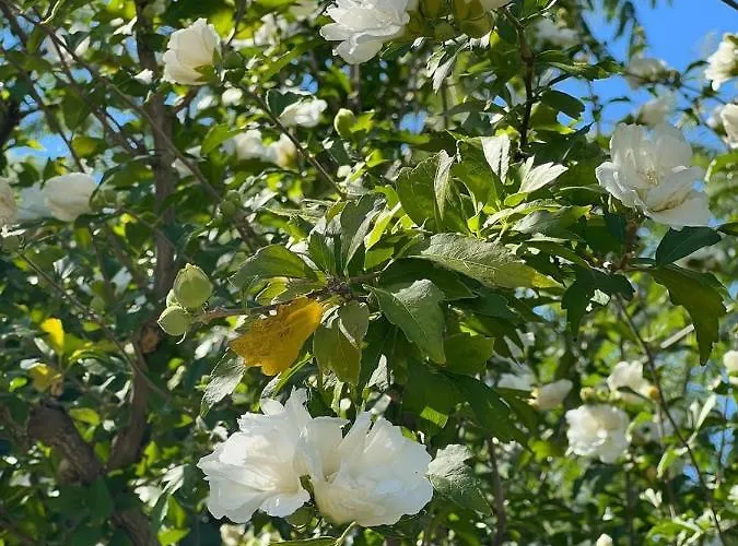 Вилла βianca In Sithonia *