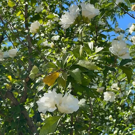 Villa βianca In Sithonia *